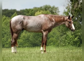 American Quarter Horse, Wałach, 3 lat, Kasztanowatodereszowata