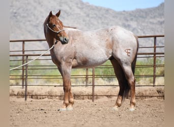 American Quarter Horse, Wałach, 3 lat, Kasztanowatodereszowata