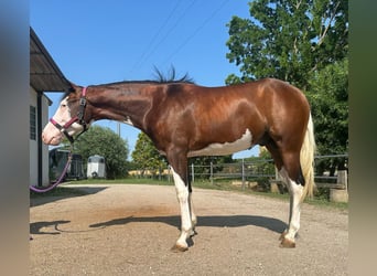American Quarter Horse, Wałach, 3 lat, Overo wszelkich maści