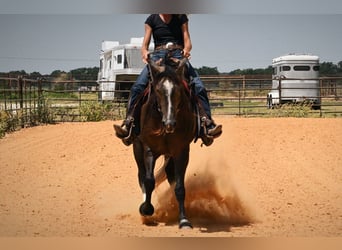 American Quarter Horse, Wałach, 3 lat, Siwa