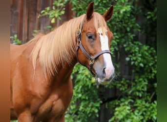 American Quarter Horse, Wałach, 3 lat
