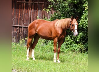 American Quarter Horse, Wałach, 3 lat