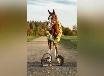American Quarter Horse, Wałach, 3 lat