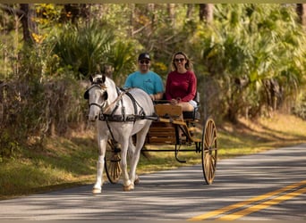 American Quarter Horse Mix, Wałach, 4 lat, 137 cm, Srokata