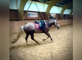 American Quarter Horse Mix, Wałach, 4 lat, 138 cm, Może być siwy