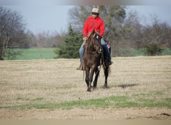 American Quarter Horse, Wałach, 4 lat, 140 cm, Izabelowata