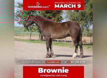 American Quarter Horse, Wałach, 4 lat, 140 cm, Izabelowata