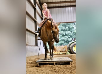 American Quarter Horse, Wałach, 4 lat, 142 cm, Bułana