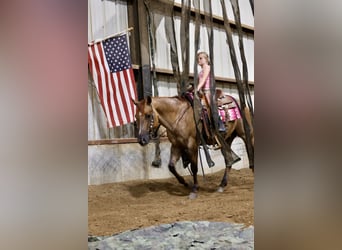 American Quarter Horse, Wałach, 4 lat, 142 cm, Bułana