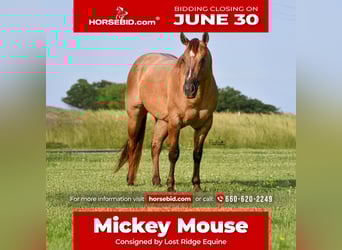 American Quarter Horse, Wałach, 4 lat, 142 cm, Bułana