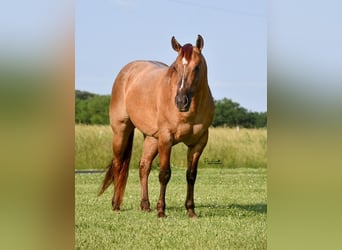 American Quarter Horse, Wałach, 4 lat, 142 cm, Bułana