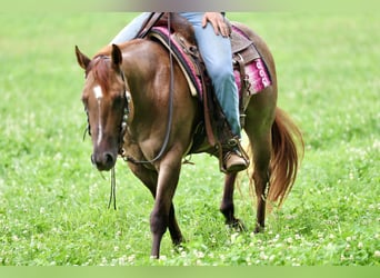 American Quarter Horse, Wałach, 4 lat, 142 cm, Bułana