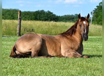 American Quarter Horse, Wałach, 4 lat, 142 cm, Bułana