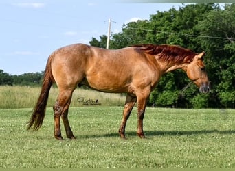 American Quarter Horse, Wałach, 4 lat, 142 cm, Bułana