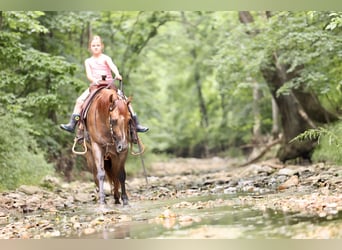 American Quarter Horse, Wałach, 4 lat, 142 cm, Bułana