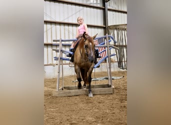 American Quarter Horse, Wałach, 4 lat, 142 cm, Bułana