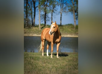American Quarter Horse, Wałach, 4 lat, 142 cm, Izabelowata