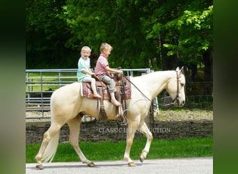 American Quarter Horse, Wałach, 4 lat, 142 cm, Izabelowata