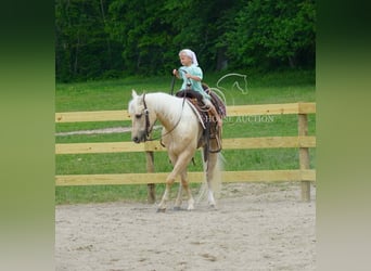 American Quarter Horse, Wałach, 4 lat, 142 cm, Izabelowata