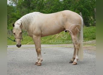 American Quarter Horse, Wałach, 4 lat, 142 cm, Izabelowata