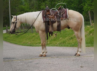 American Quarter Horse, Wałach, 4 lat, 142 cm, Izabelowata