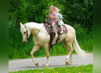 American Quarter Horse, Wałach, 4 lat, 142 cm, Izabelowata