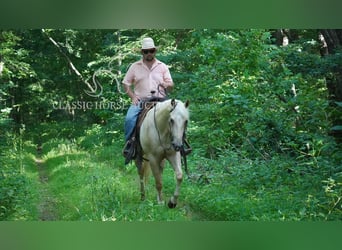 American Quarter Horse, Wałach, 4 lat, 142 cm, Izabelowata