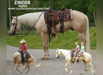 American Quarter Horse, Wałach, 4 lat, 142 cm, Izabelowata