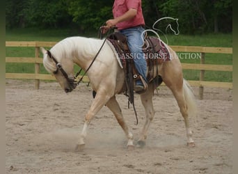 American Quarter Horse, Wałach, 4 lat, 142 cm, Izabelowata