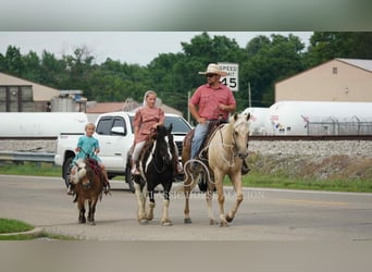 American Quarter Horse, Wałach, 4 lat, 142 cm, Izabelowata