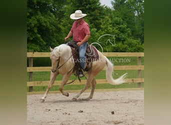 American Quarter Horse, Wałach, 4 lat, 142 cm, Izabelowata
