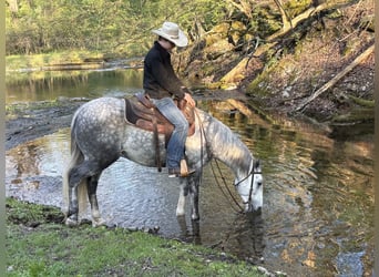 American Quarter Horse, Wałach, 4 lat, 142 cm, Siwa