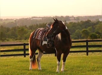 American Quarter Horse, Wałach, 4 lat, 142 cm, Srokata