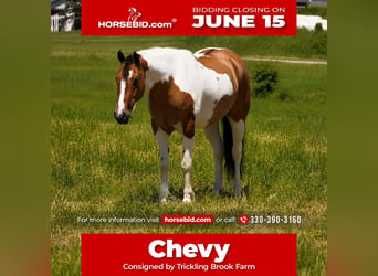 American Quarter Horse Mix, Wałach, 4 lat, 142 cm, Srokata