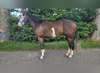 American Quarter Horse, Wałach, 4 lat, 143 cm, Ciemnogniada