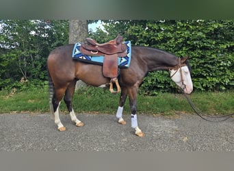 American Quarter Horse, Wałach, 4 lat, 143 cm, Ciemnogniada