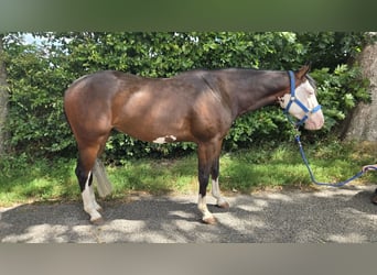 American Quarter Horse, Wałach, 4 lat, 143 cm, Ciemnogniada