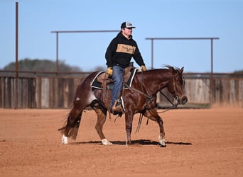 American Quarter Horse, Wałach, 4 lat, 145 cm, Cisawa