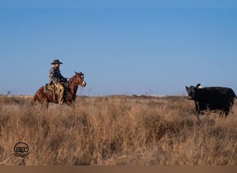 American Quarter Horse, Wałach, 4 lat, 145 cm, Cisawa