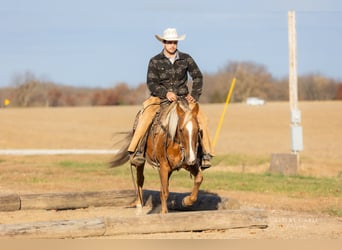 American Quarter Horse, Wałach, 4 lat, 145 cm, Izabelowata