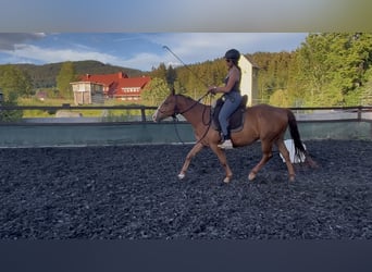 American Quarter Horse Mix, Wałach, 4 lat, 146 cm, Kasztanowata