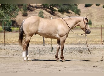 American Quarter Horse, Wałach, 4 lat, 147 cm, Bułana