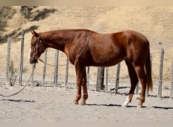 American Quarter Horse, Wałach, 4 lat, 147 cm, Ciemnokasztanowata