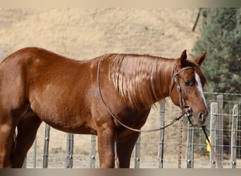 American Quarter Horse, Wałach, 4 lat, 147 cm, Ciemnokasztanowata
