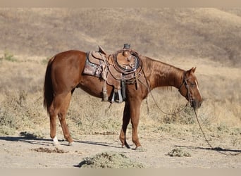 American Quarter Horse, Wałach, 4 lat, 147 cm, Ciemnokasztanowata