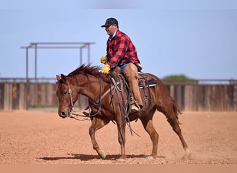 American Quarter Horse, Wałach, 4 lat, 147 cm, Cisawa