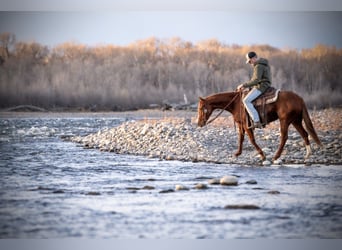 American Quarter Horse, Wałach, 4 lat, 147 cm, Cisawa