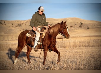 American Quarter Horse, Wałach, 4 lat, 147 cm, Cisawa