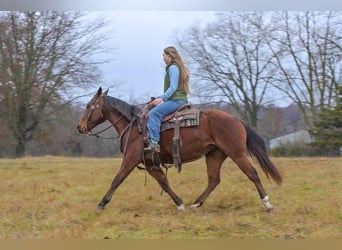American Quarter Horse, Wałach, 4 lat, 147 cm, Gniada