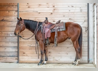 American Quarter Horse, Wałach, 4 lat, 147 cm, Gniada